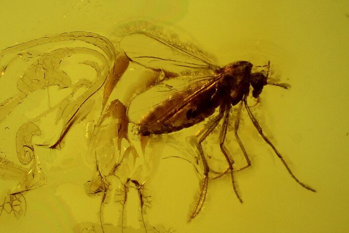 Fossil Fly (Diptera) In Baltic Amber #139044